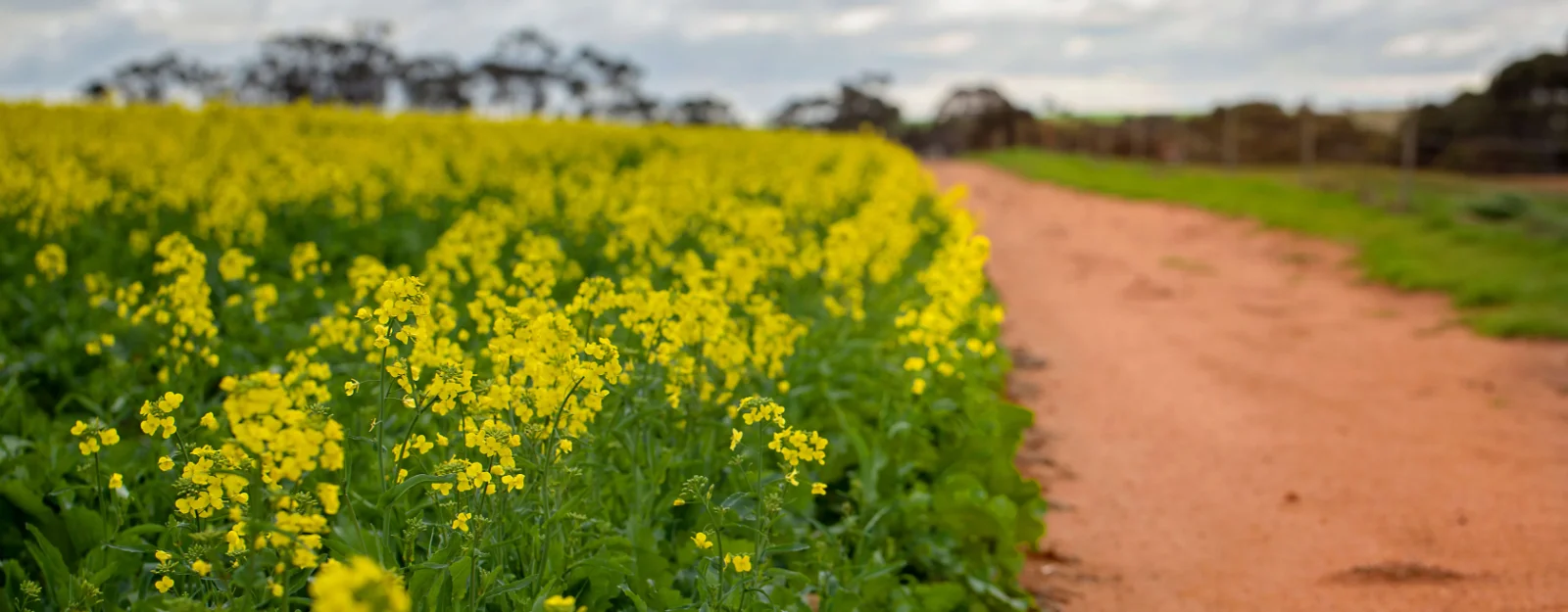 Sustainable canola banner.jpg