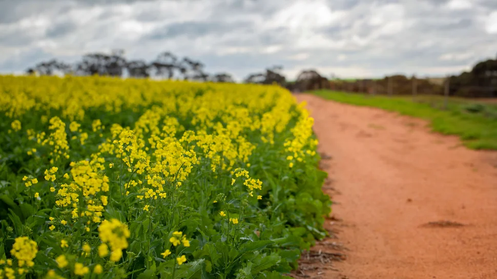 Sustainable canola banner.jpg