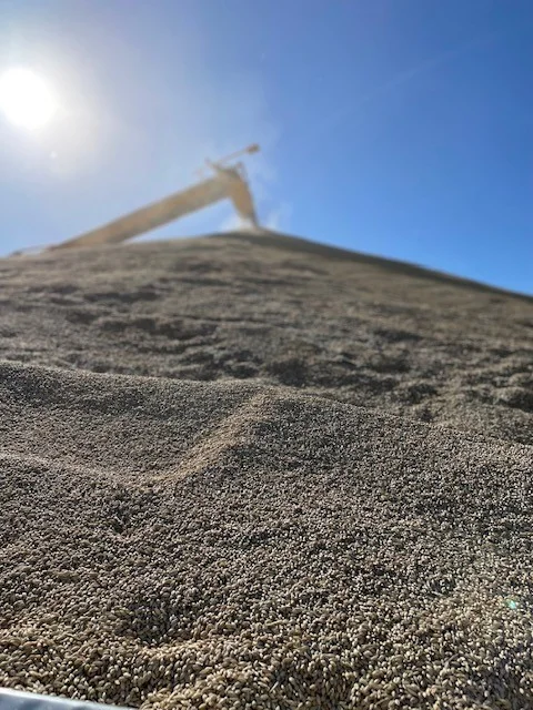 New season grain loading into a bunker at Tailem Bend 2.jpg